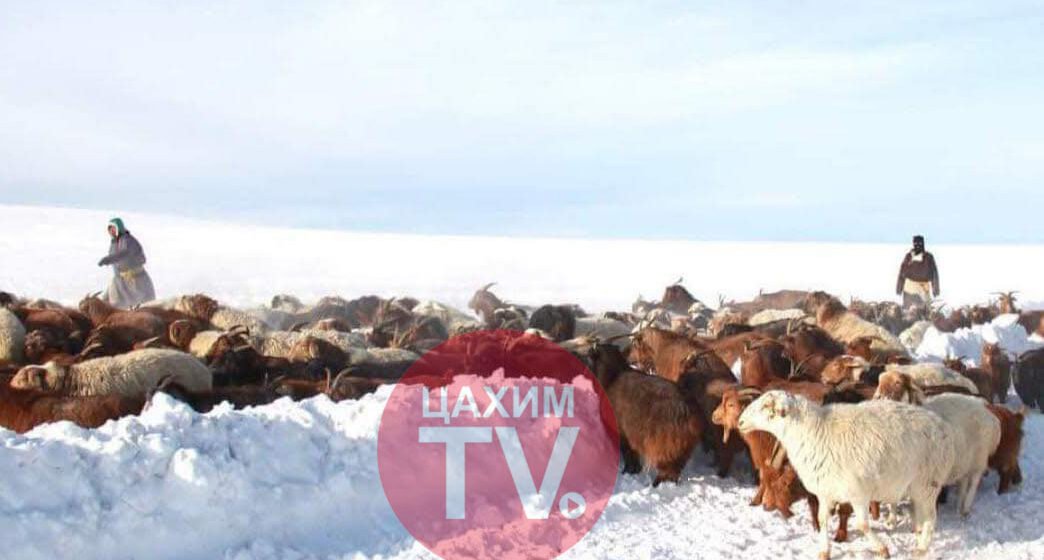 Муудсан малыг хурдан тэнхрүүлдэг ийм сайн арга байдаг юм байна.