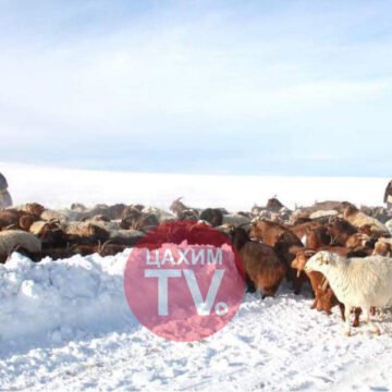Муудсан малыг хурдан тэнхрүүлдэг ийм сайн арга байдаг юм байна.