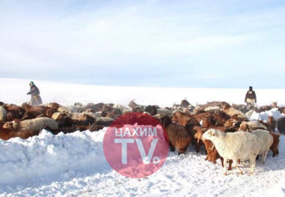 Муудсан малыг хурдан тэнхрүүлдэг ийм сайн арга байдаг юм байна.